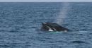 Humpback Whale (3)