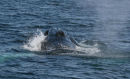 Humpback Whale (4)