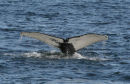 Humpback Whale (2)