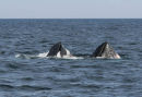 Humpback Whale (5)