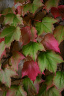 Autumn Leaves