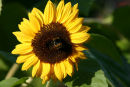 Summer Flowers 13