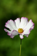 Summer Flowers 3