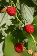 Autumn Fruits