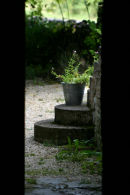 French Still Life Study 2