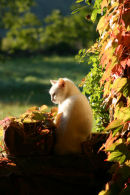 Enjoying the Afternoon Sun