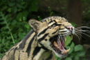 Clouded Leopard 1