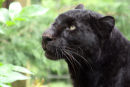 Black Leopard 1