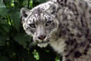 Snow Leopard 1
