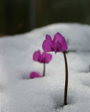 Flowers in the Snow