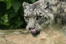 Snow Leopard 2