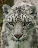 Snow Leopard 3