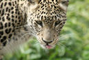 Persian Leopard 1
