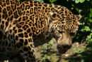 Siberian Leopard 1