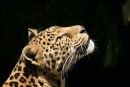 Siberian Leopard 2