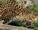 Siberian Leopard 3