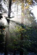 Sunshine Through Trees