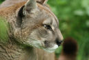 Puma 1