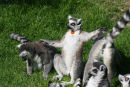 Ring-Tailed Lemurs