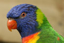 Thick-Billed Parrot