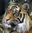 Sumatran Tiger - 1