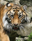 Sumatran Tiger - 2