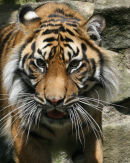 Sumatran Tiger - 3