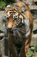 Sumatran Tiger - 4