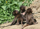 Little Monkeys!