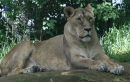 African Lioness