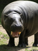  Pygmy Hippo
