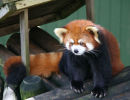 Red Panda