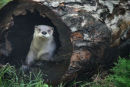 Otter