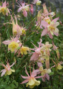 Aquilegia
