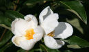 White Blooms