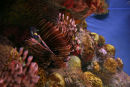 Lion Fish