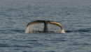 Humpback Whale (7)