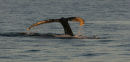 Humpback Whale (6)