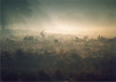 Deer Herd in the Mist