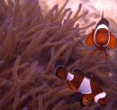 Fish_Menjangan Island