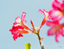 Flower Blossom 