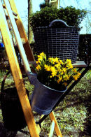 Flower in the pot 