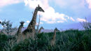 Go Giraffe