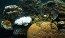 Watch out the Coral!