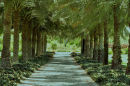The_Palm