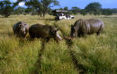 Rhino in Wildlife
