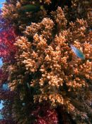 Underwater Stunning View at Pulau Seribu