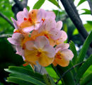 The_Orchid
