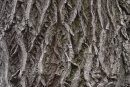 Bark