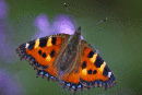 Small Tortoiseshell